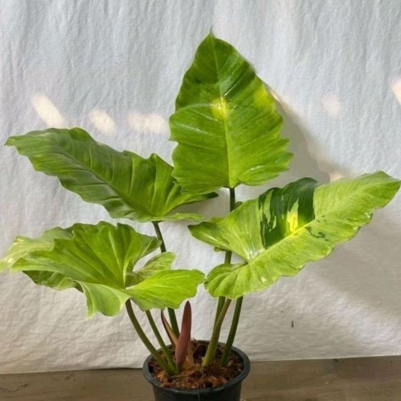 philodendron snowdrift varigata