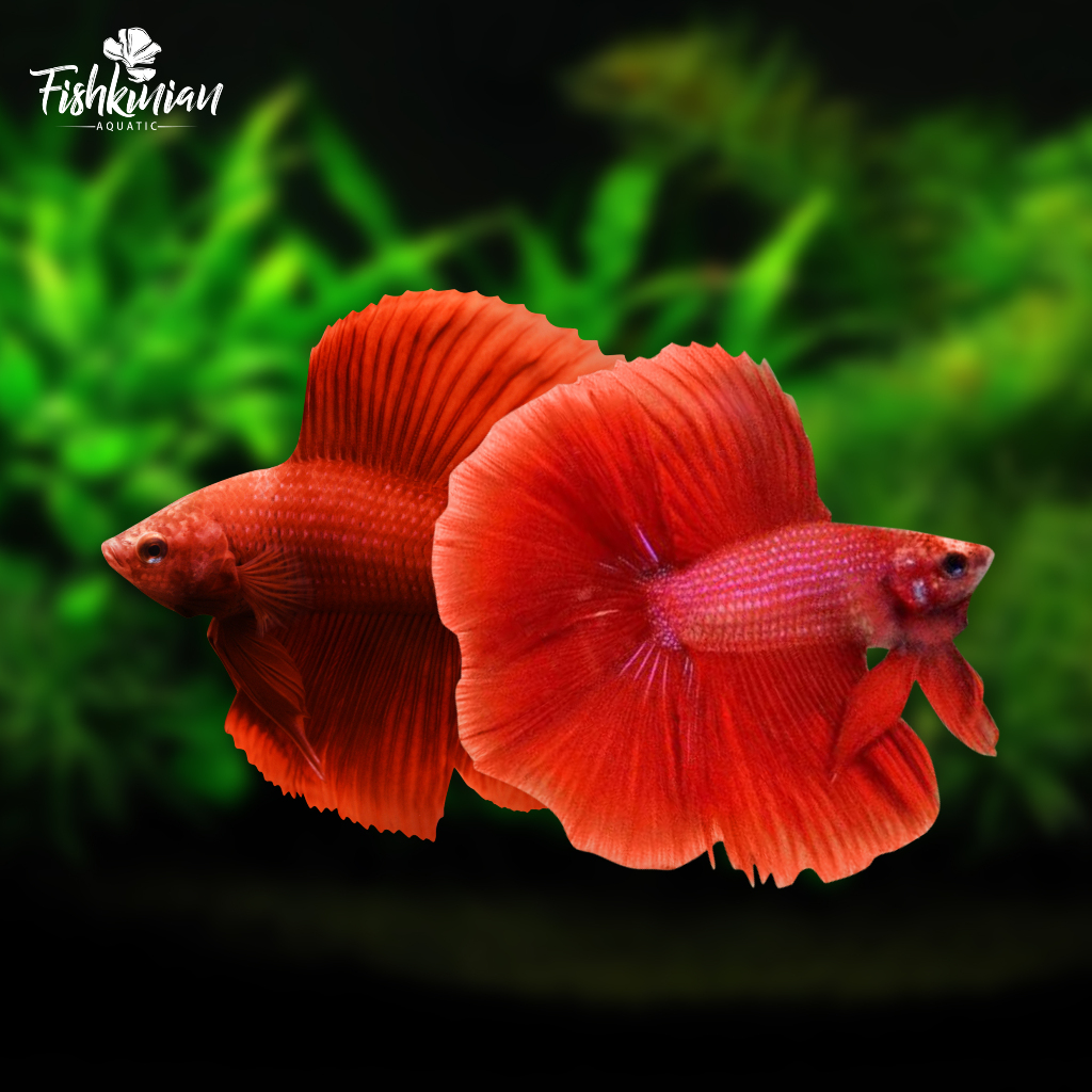 halfmoon/doble/tail/hmdt/super/red