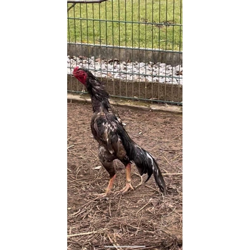 Shamo jantan ORI Tulangan Tebal Besar