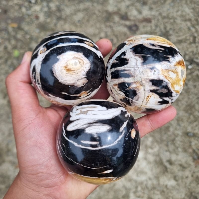 1pcs Bola Fosil Kayu / Galih Kelor Hitam Putih 6cm