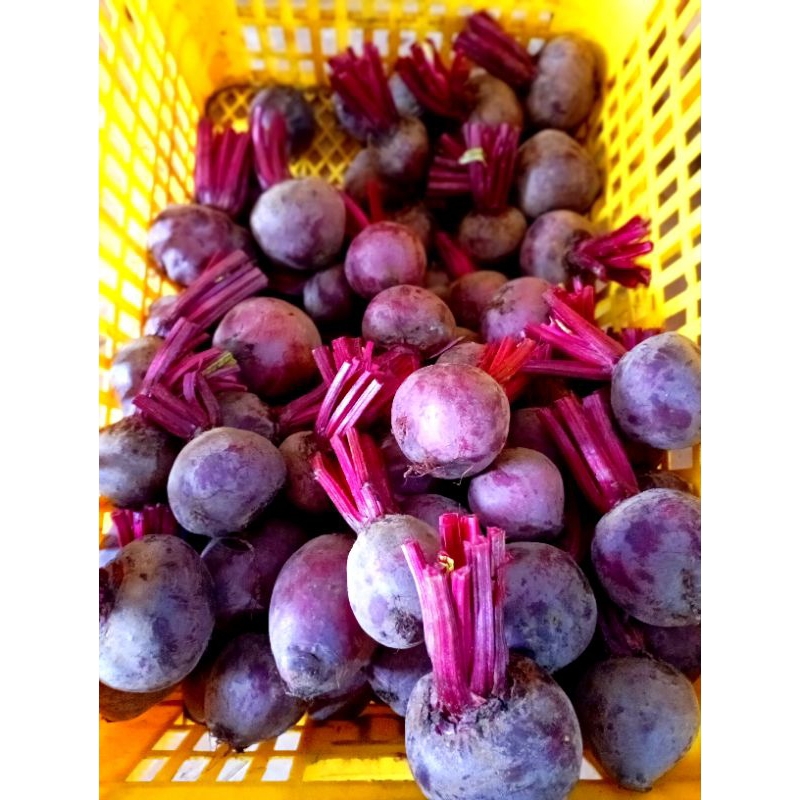 

Buah bit 2kg /Buah fresh /Buah segar/Beet Root