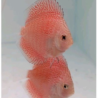 Discus SKV hiasan Aquarium/ Ikan hias air tawar Discus skv/Zay79discus
