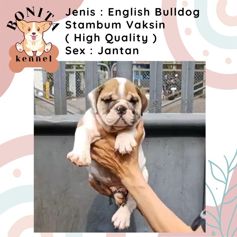 English Bulldog Stambum Anjing English Bulldog Jantan Betina