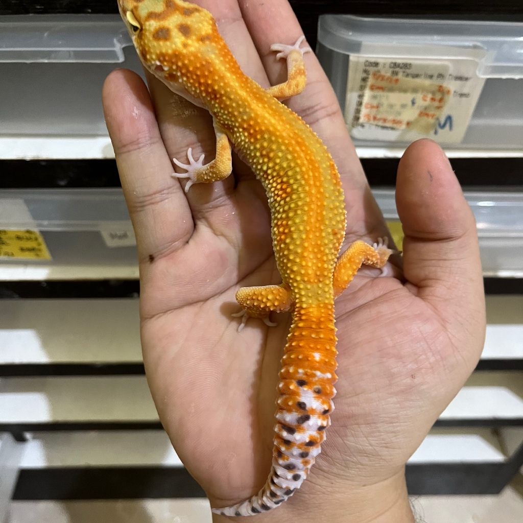 EMERINE RS AFGHAN BLOODLINE CBA438 JANTAN Mainan Anak Lucu Jinak Gecko Geko Leopard Gecko