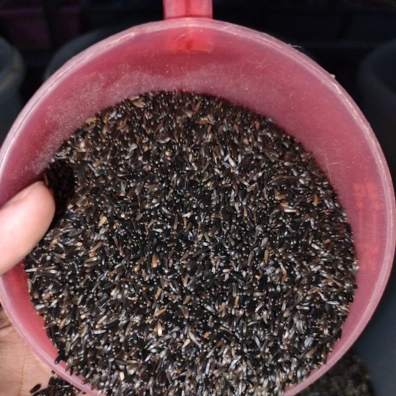 NIGER SEED PAKAN BURUNG BIJI NIGER kenari sanger mozambik