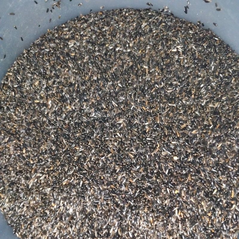 PAKAN BURUNG NIGER SEED biji Niger pakan burung kenari sanger