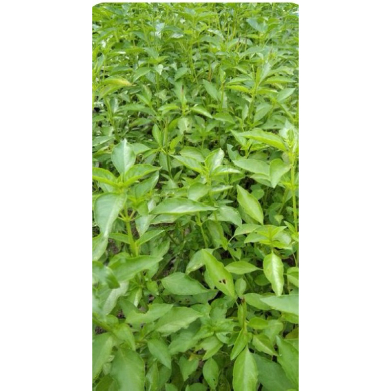

Daun Kemangi - 100gram