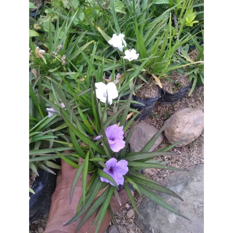 tanaman hias rawelia mini bunga putih dan ungu