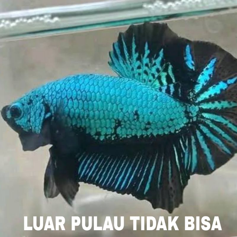 ikan cupang plakat dragon isi 15