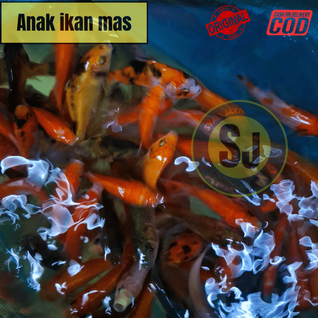 ikan mas pakan ikan predator bibit ikan mas pakan ikan chana arwana oscar