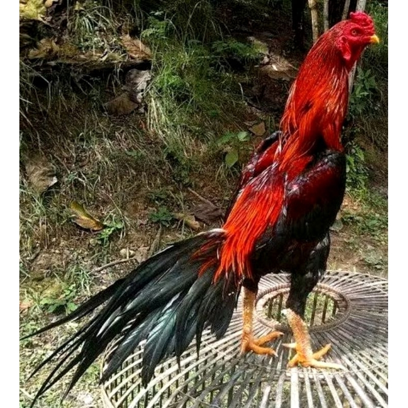 

TELUR FERTIL AYAM BANGKOK EKOR LIDI SUPER