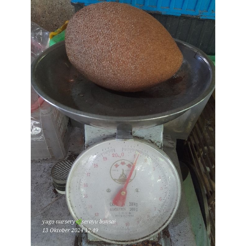 

TERMURAH!!! Buah Mameysapote Sawo Raksasa berat satu kilogram lebih