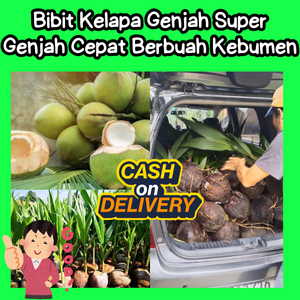 BEST SELLER ! Bibit Kelapa Genjah Entok Jumbo Tronton
