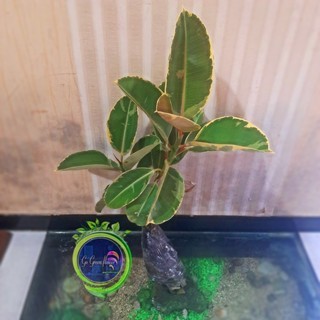 FICUS ELASTICA RUBY MERAH ficus elastica rubi karet kebo tri color karet kebo tree colour FICUS MERA