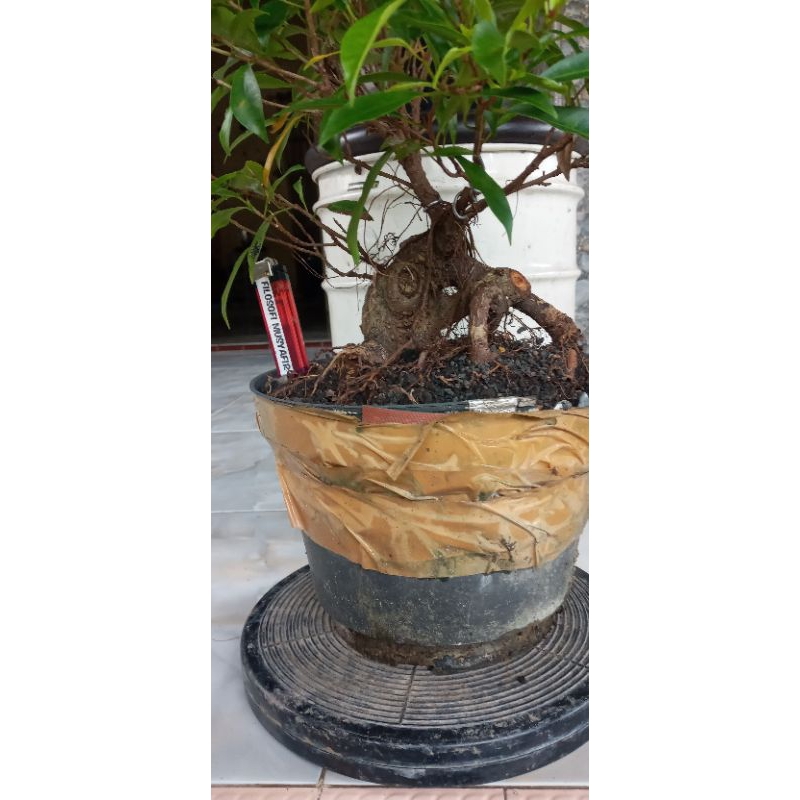 Bahan Bonsai Beringin Afrika
