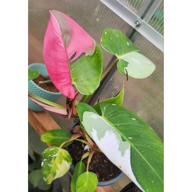 philodendron white princess