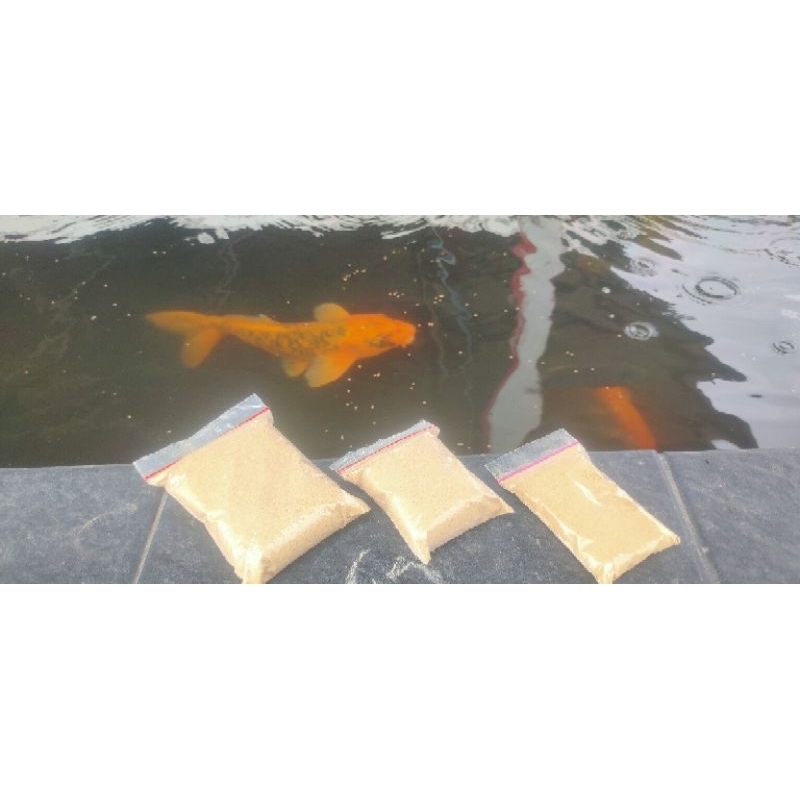 pakan burayak ikan nila / koi / koki 1 hari 45 hari semarang