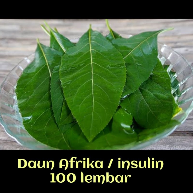 

Daun afrika/insulin 100 lembar