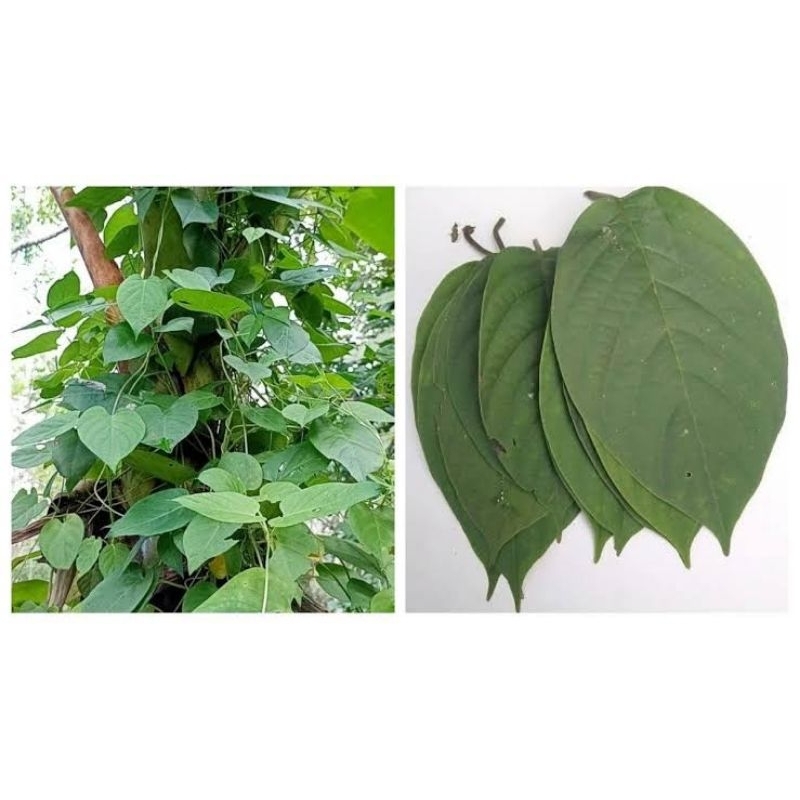 

Daun herbal sembukan / kentutan 1 kg