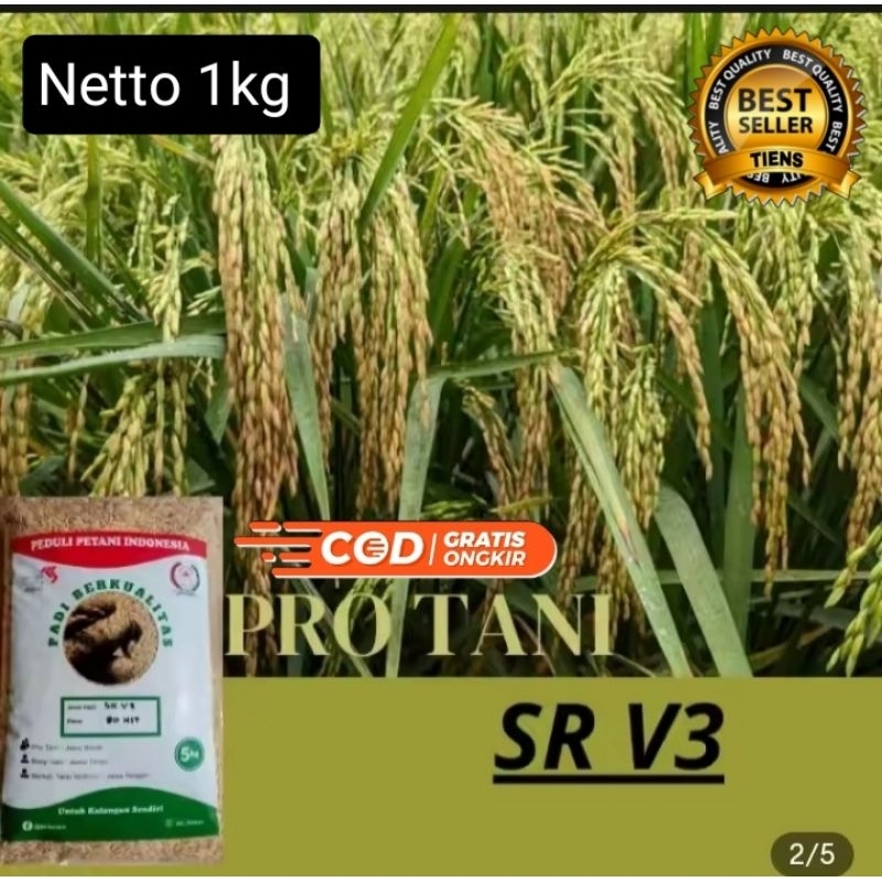 Benih padi SR V3 75 hst netto 1kg