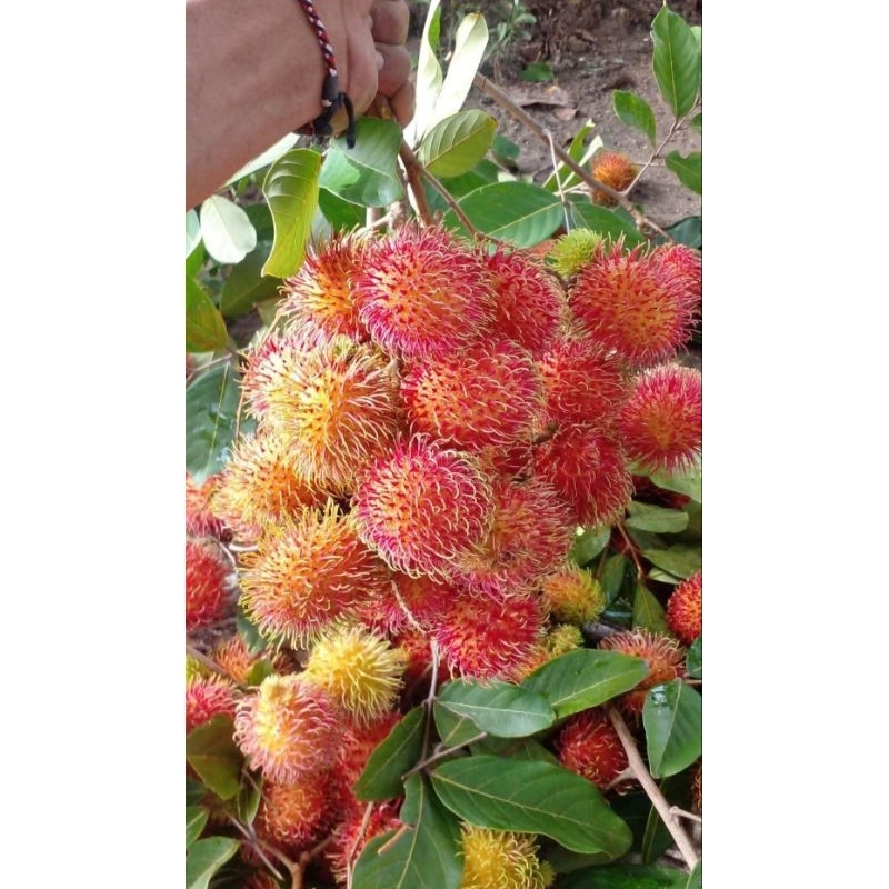 

RAMBUTAN MANIS 1KG