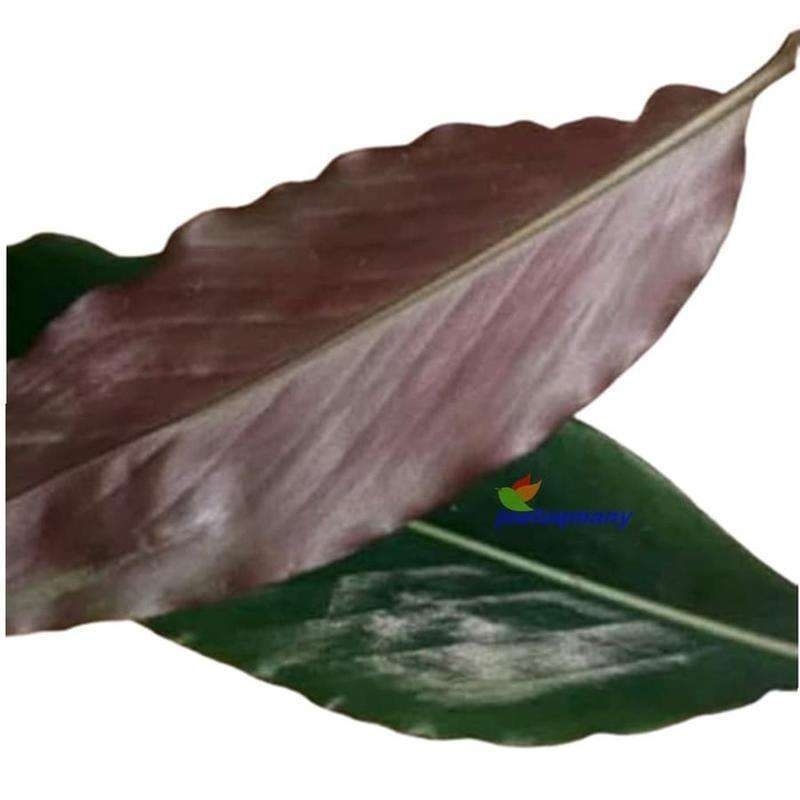 

daun kecombrang,daun honje segar perlembar