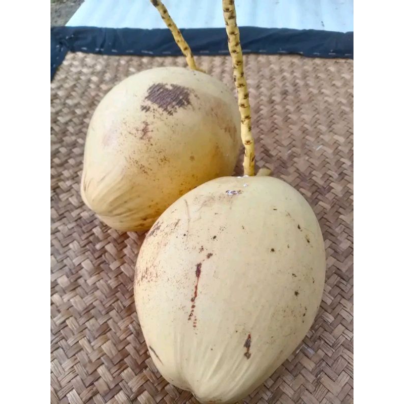 

Kenapa muda fresh 1 Buah