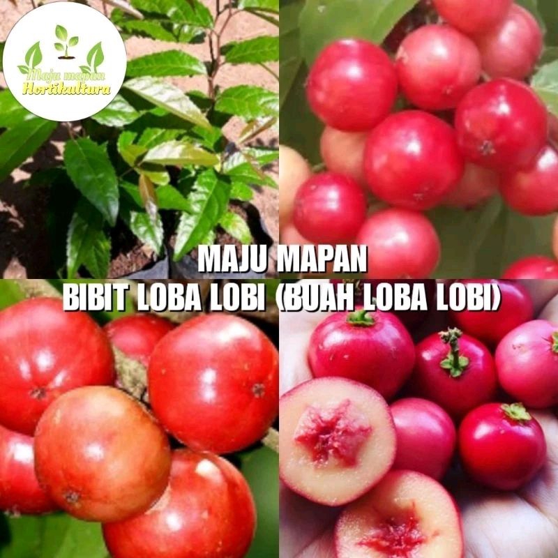 BIBIT LOBA LOBI SUPER (BUAH LOBA LOBI)