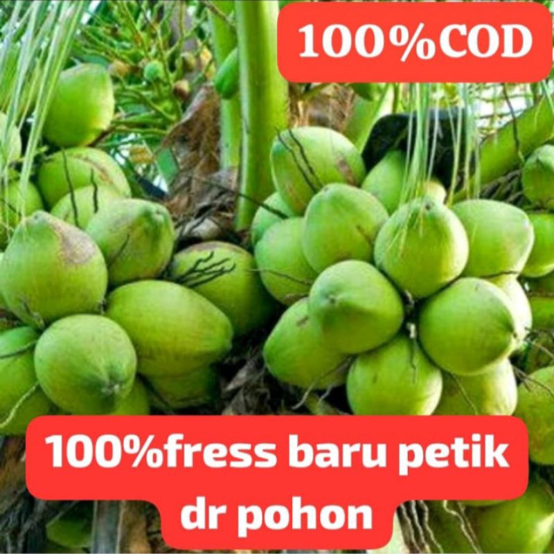 

100%Kelapa Muda Asli Utuh Setangkainya Fresh Langsung Dari Perkebunan Kami