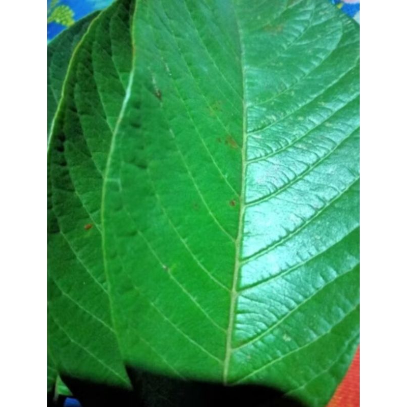 

daun jambu biji fresh segar 100 lmbar