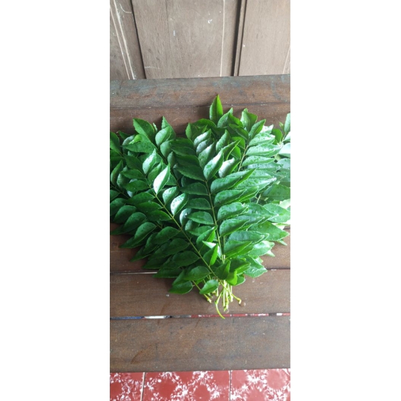 

Daun Kari/Daun Temurui/Salam Koja 20 Tangkai