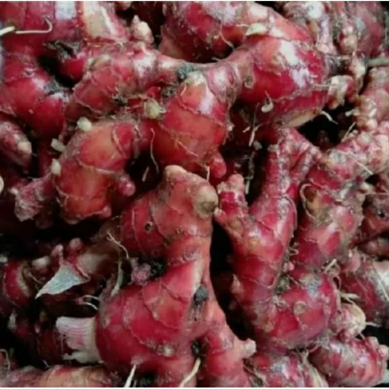 

Jahe merah segar 1kg