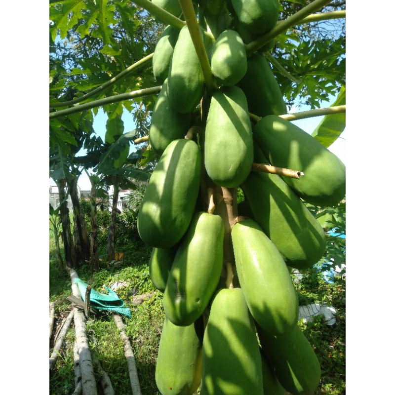 

SAYUR KATES PEPAYA HIJAU SEGAR