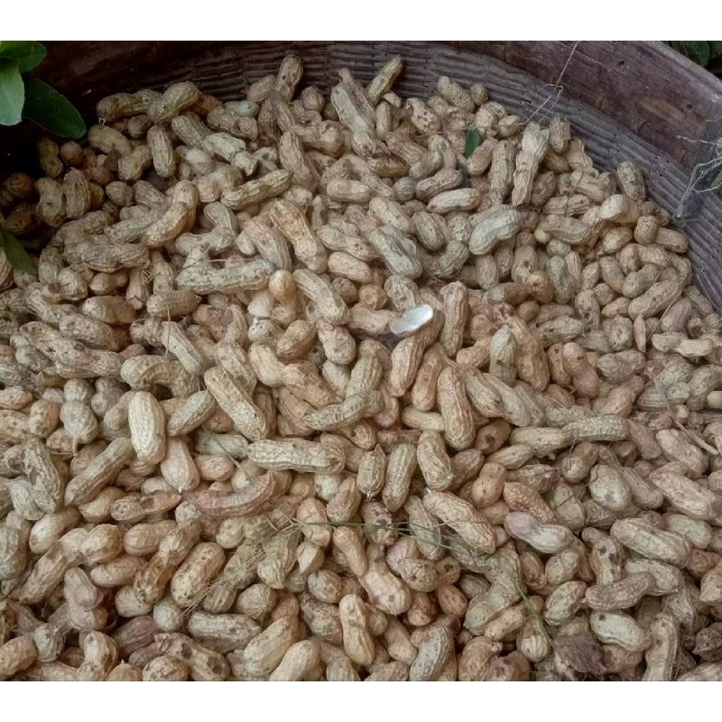 

kacang tanah kacang kulit mentah 1 kg