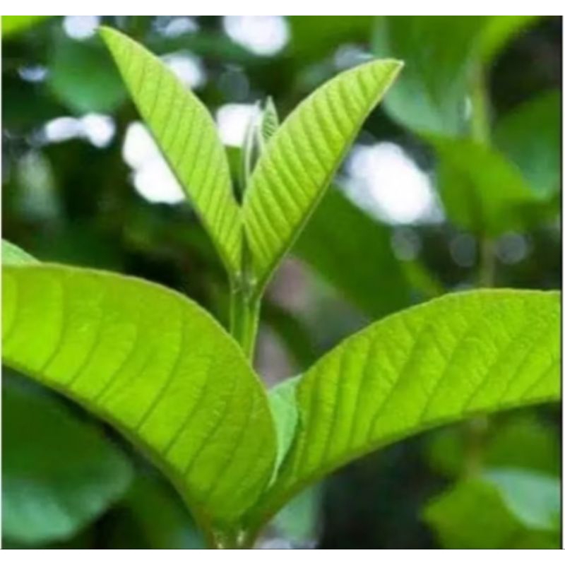 

daun jambu biji segar herbal alami 500 gram