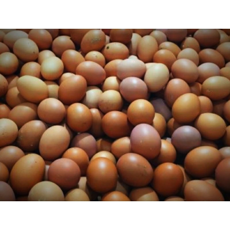 

Telur Ayam Negeri Eceran ( Kecil )