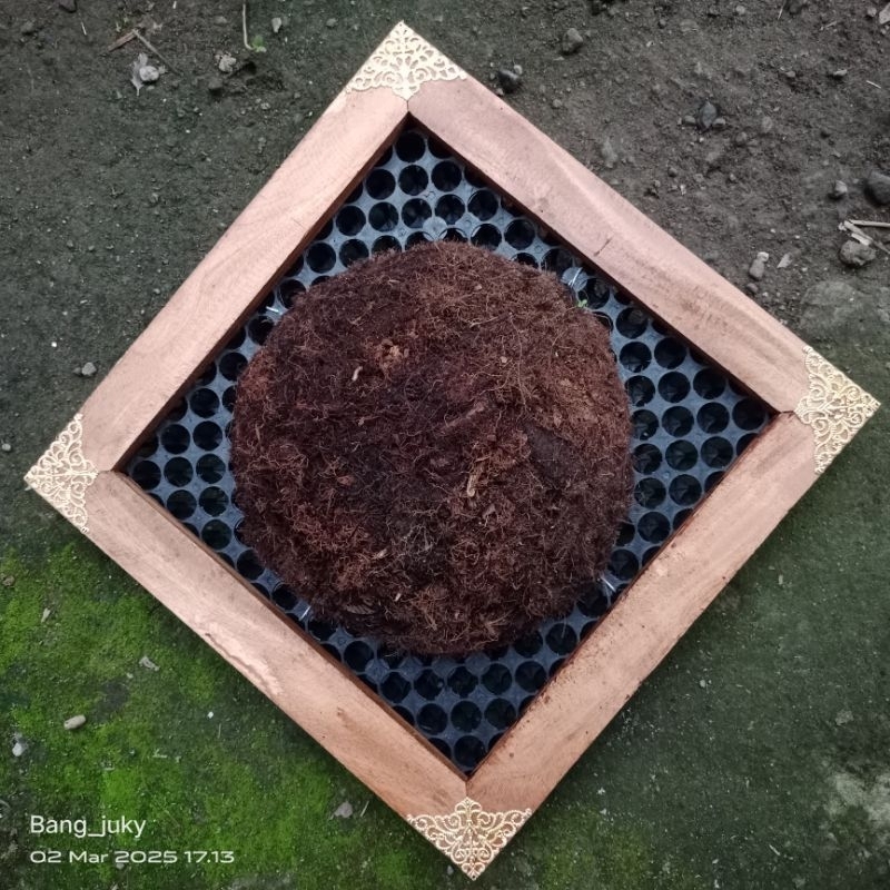 media platycerium/simbar