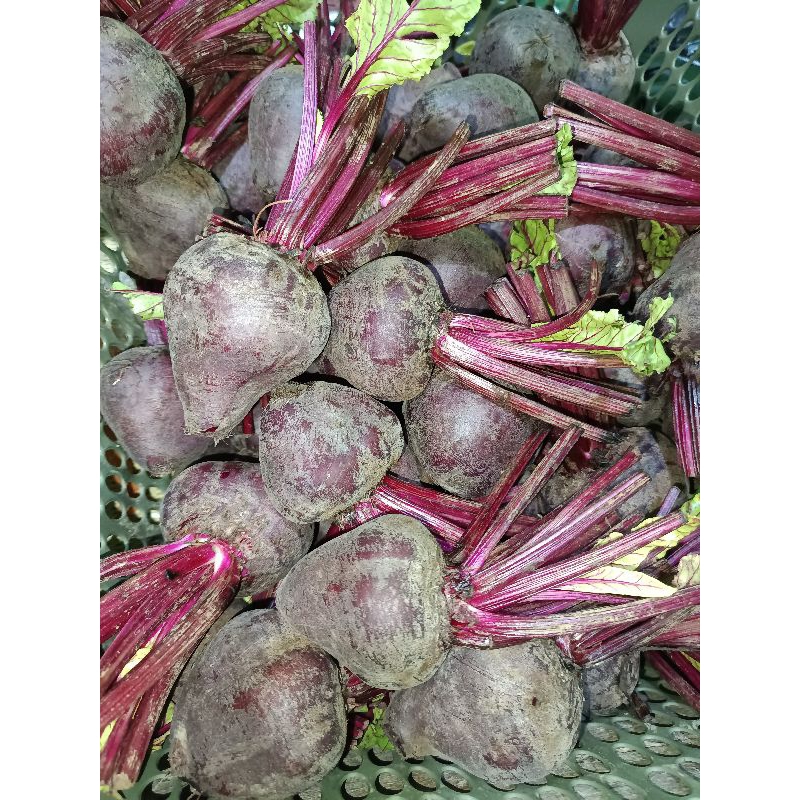 

buah bit beet root 1kg fres