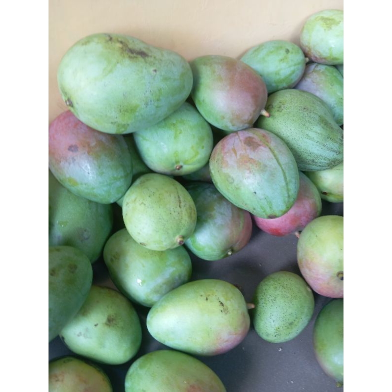 

Mangga brazil fresh kemasan 1kg free bumbu bangkok.