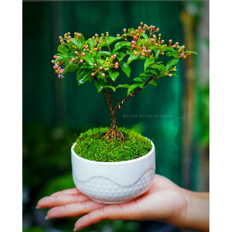 Bonsai Mini Sakura Micro Sudah disertakan media Tanam dan moss hidup Plus pot putih plastik