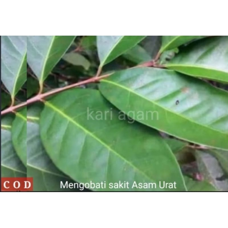 

DAUM SALAM SEGAR FRESH 50 Gr