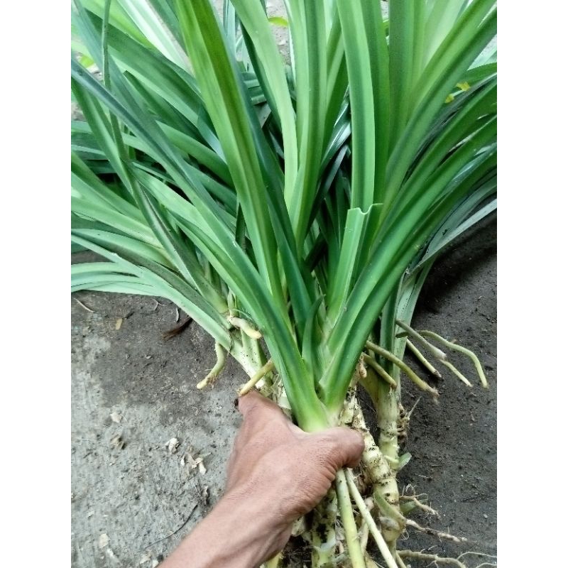 BIBIT PANDAN WANGI BERAKAR