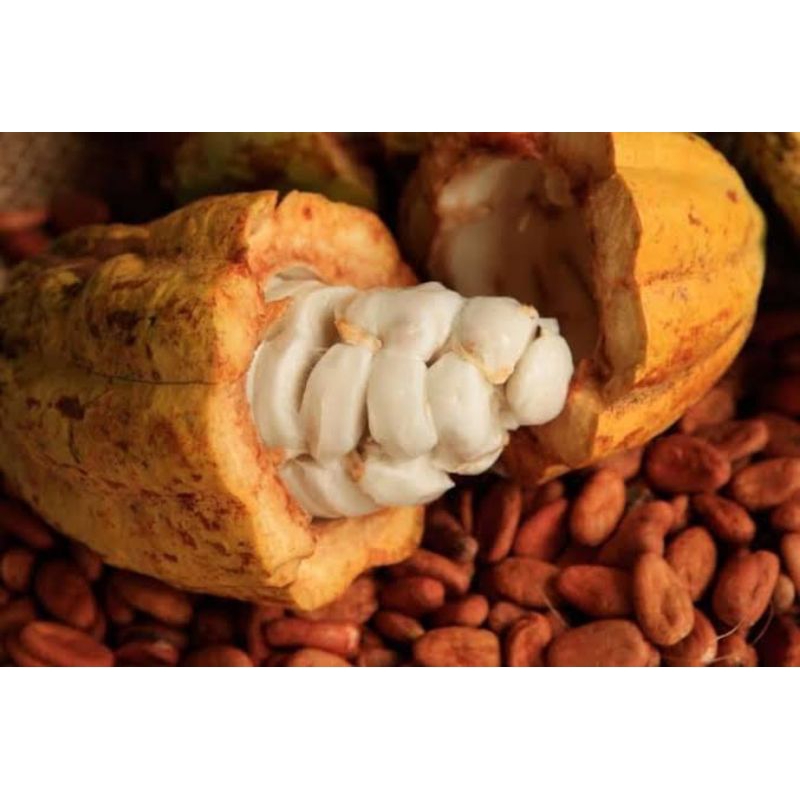

buah coklat (KAKAO)Petik langsung