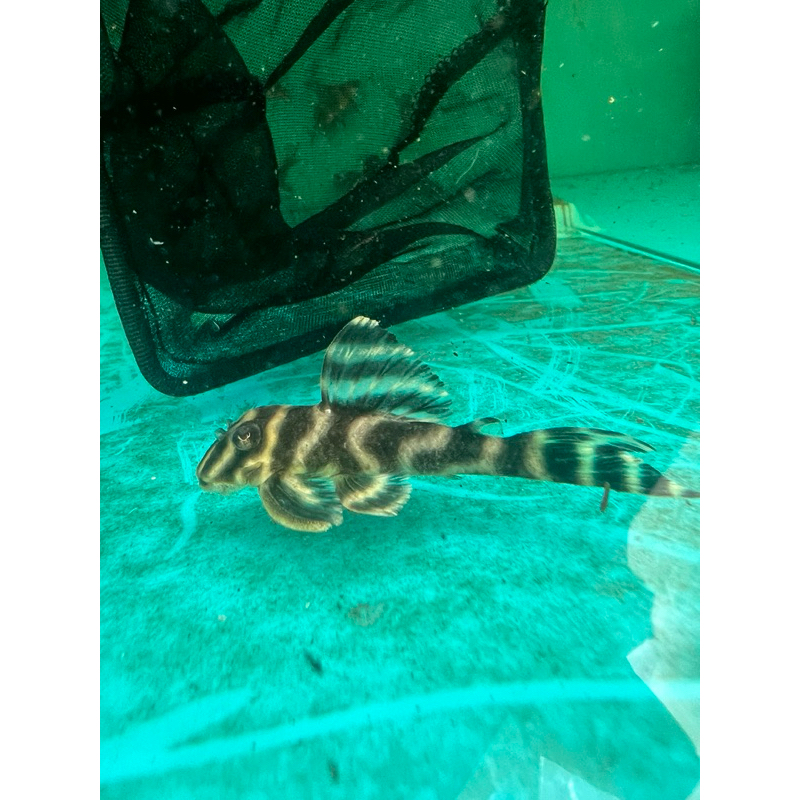 Pleco L199 Yellowhead Zebra