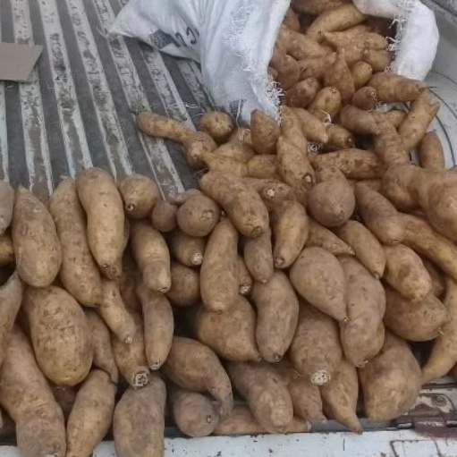 

Ubi Madu 1kg