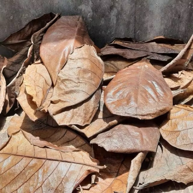 pembersih molly balon Cawang 6psg