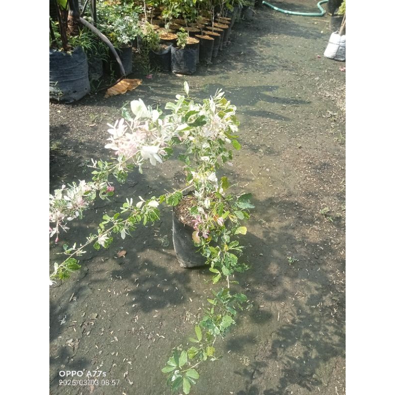 asem Belanda/ asem Kranji/ bagan stek bonsai