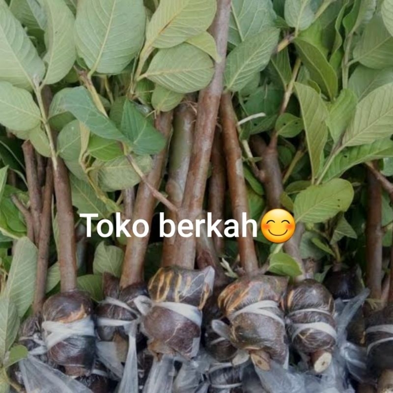 BIBIT JAMBU KRISTAL CANGKOK