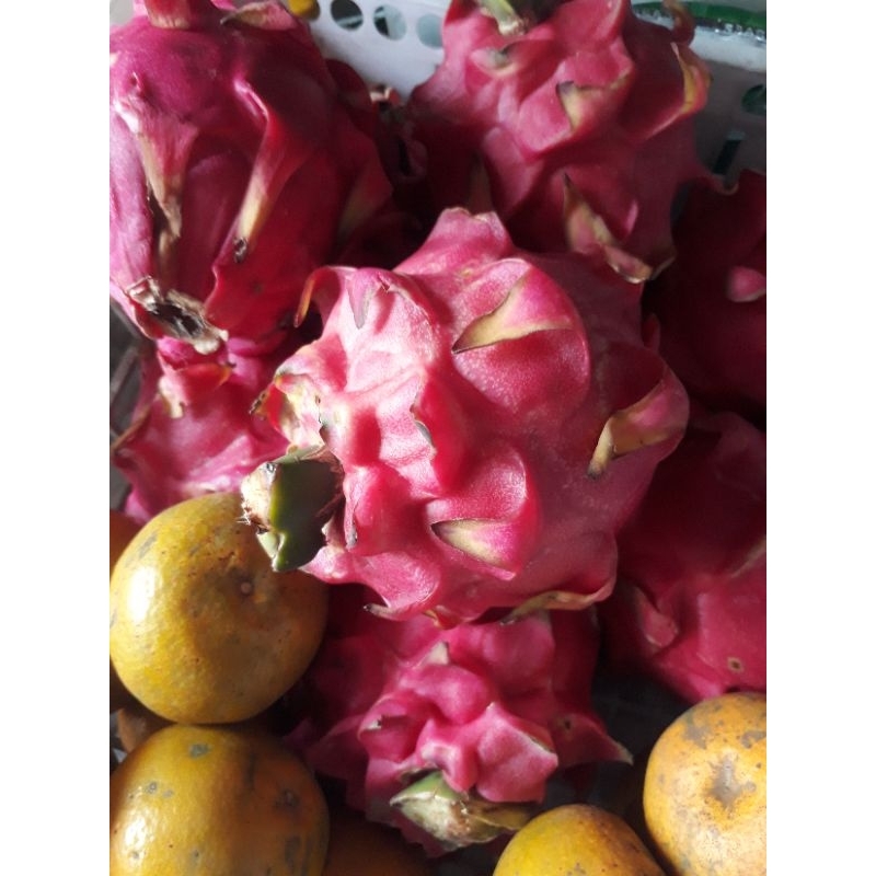 

Buah Naga Merah 500gr