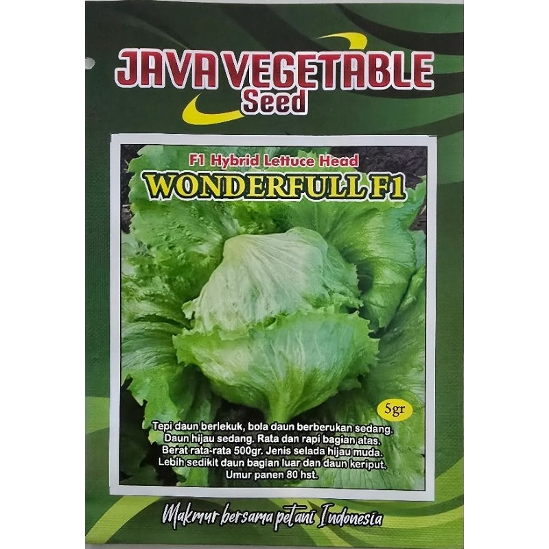 Benih Selada Bulat Hibrida WONDERFULL F1 Letuce Head
